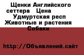 Щенки Английского сеттера › Цена ­ 15 000 - Удмуртская респ. Животные и растения » Собаки   